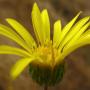 Gumplant (Grindelia hirsutula var. hirsutula): There wasn’t much gum on these native Gumplants as the gummy parts are on new buds which weren’t around this late in the season.